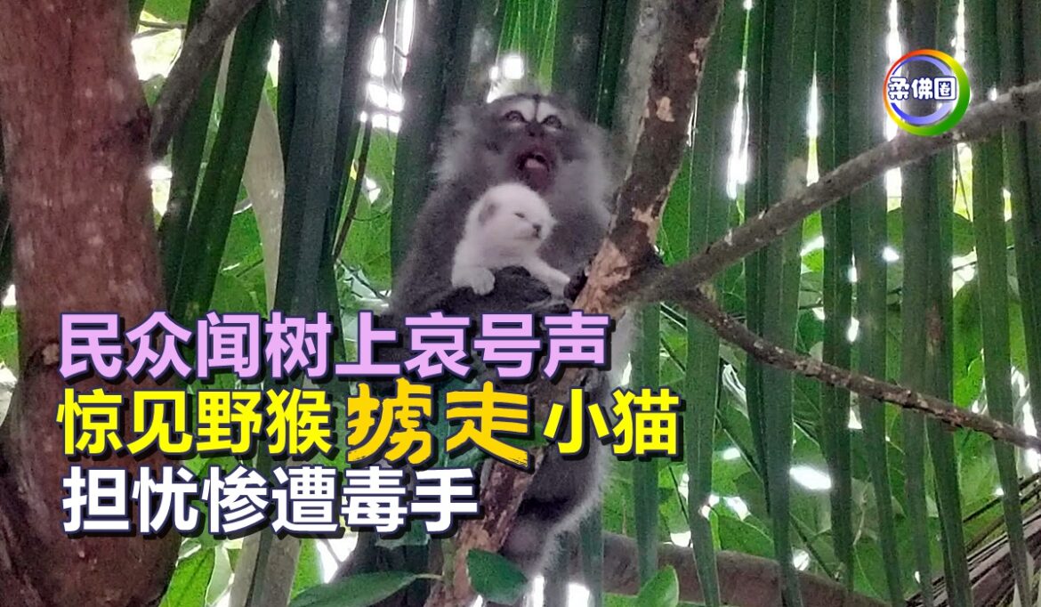 民众闻树上哀号声  惊见野猴掳走小猫  担忧惨遭毒手