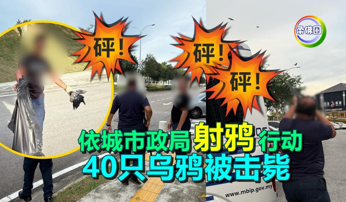 砰！砰！砰！依城市政局“射鸦”行动   40只乌鸦被击毙