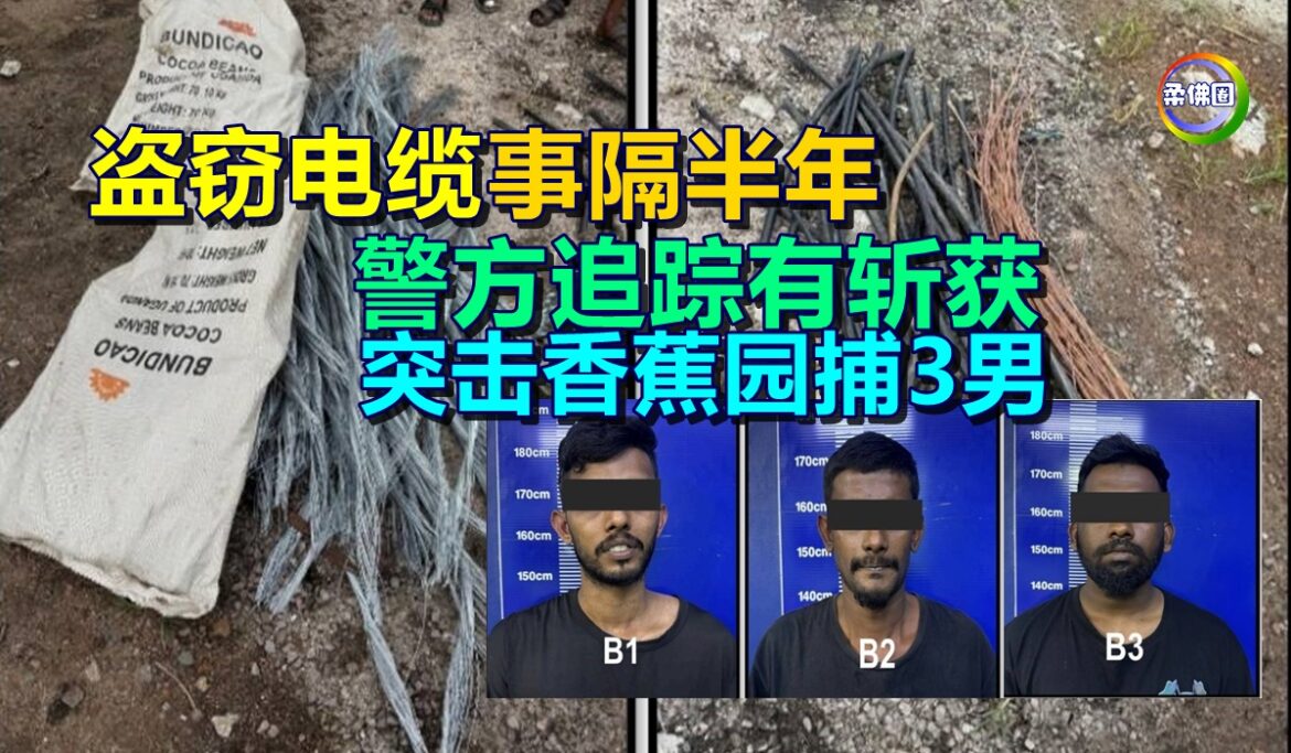 盗窃电缆事隔半年  警方追踪有斩获  突击香蕉园捕3男