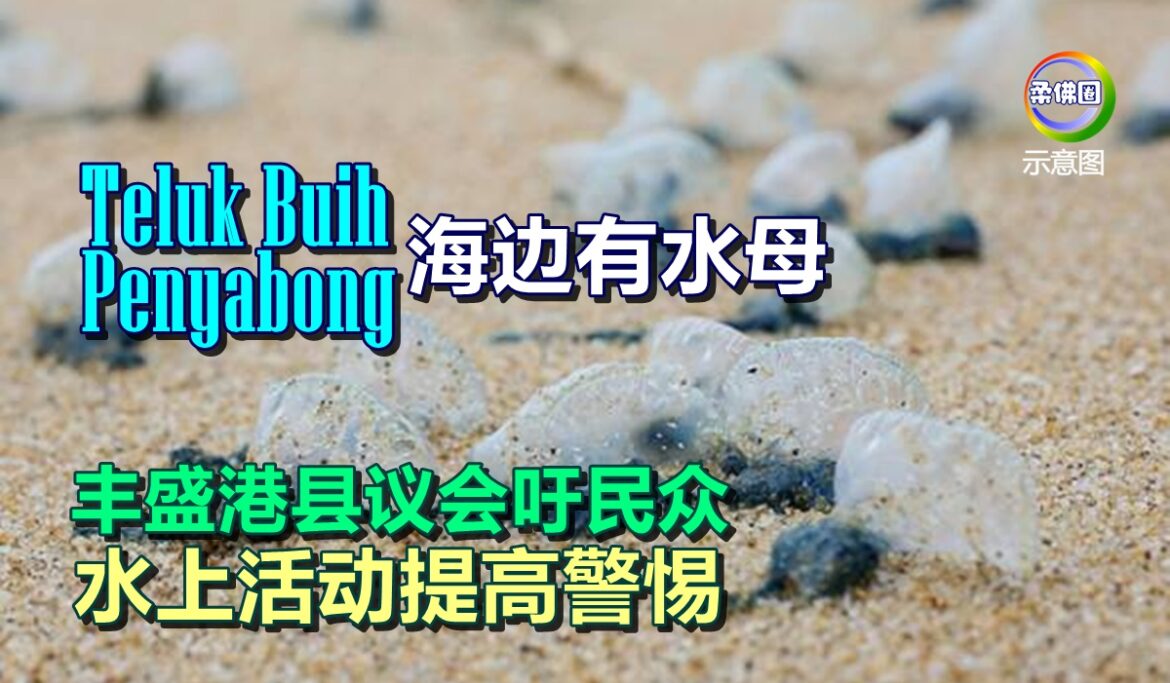 Teluk Buih和Penyabong海边有水母  丰盛港县议会吁民众  水上活动提高警惕