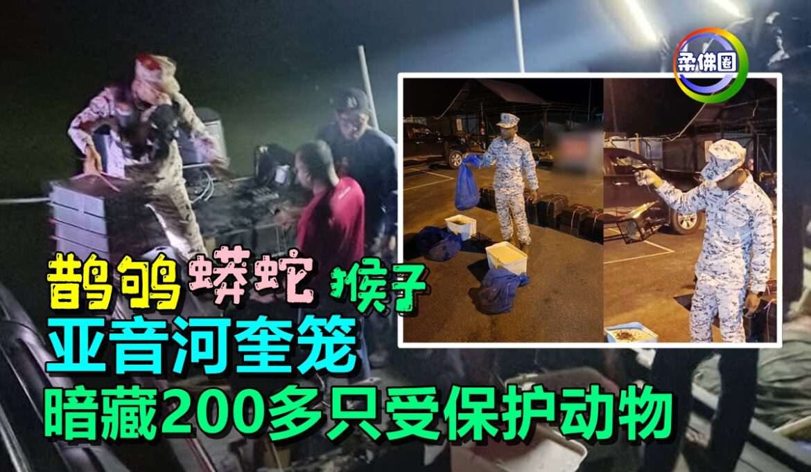 鹊鸲 蟒蛇 猴子 亚音河奎笼  暗藏200多只受保护动物