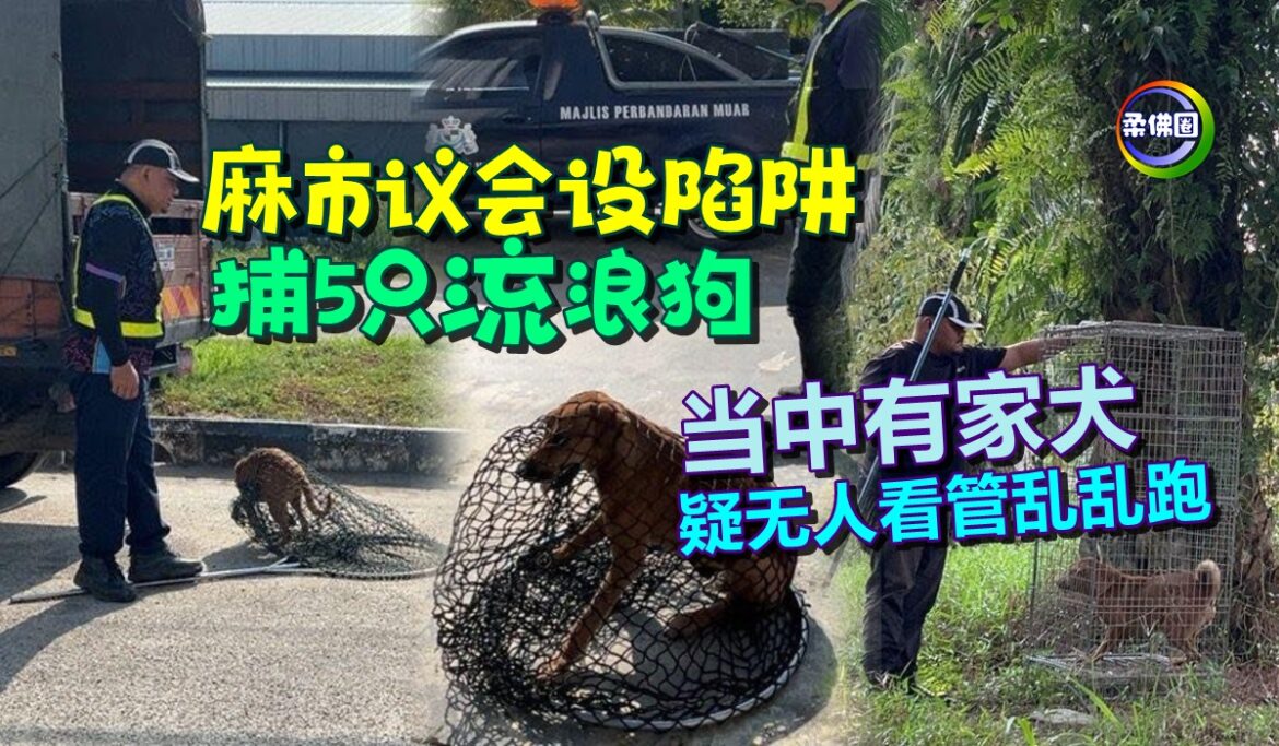 麻市议会设陷阱  捕5只流浪狗  发现当中有家犬  疑无人看管乱乱跑