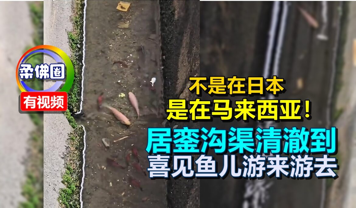 不是在日本  是在马来西亚！居銮沟渠清澈到  喜见鱼儿游来游去