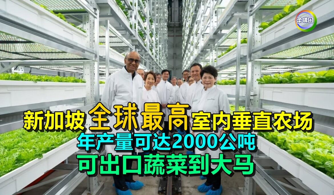 新加坡全球最高室内垂直农场  年产量可达2000公吨  可出口蔬菜到大马