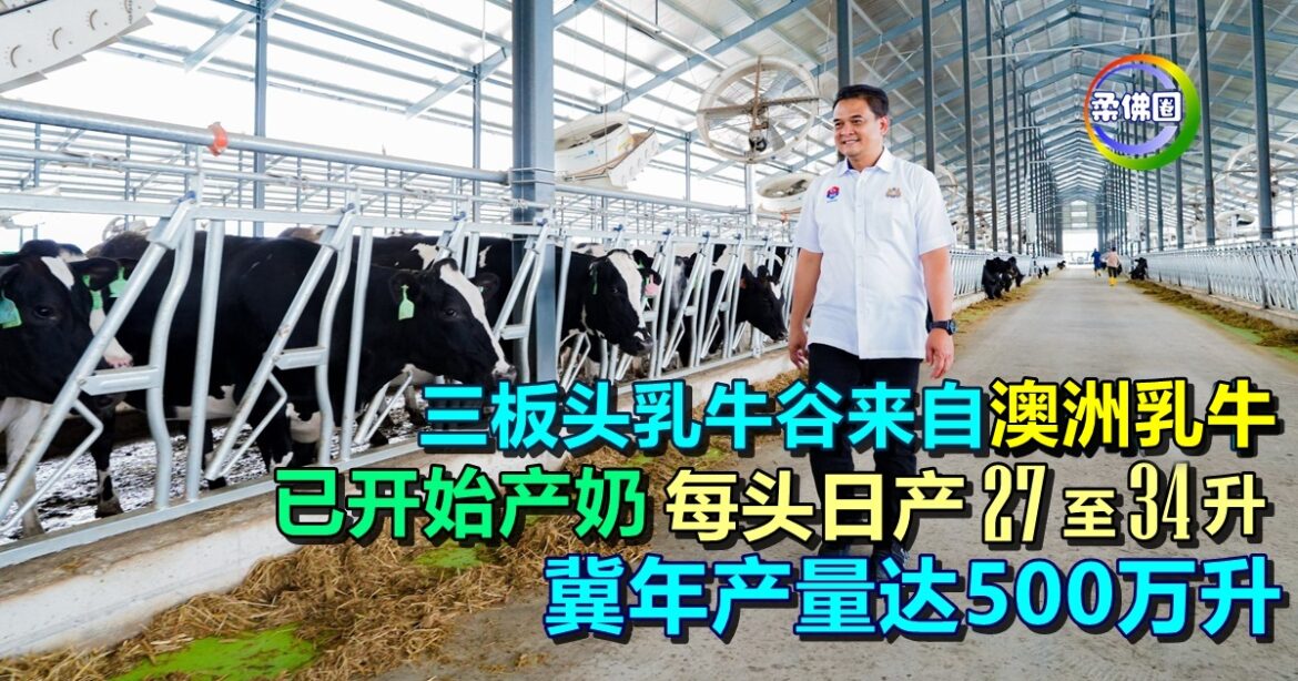 三板头乳牛谷来自澳洲乳牛  已开始产奶  每头日产27至34升 冀年产量达500万升