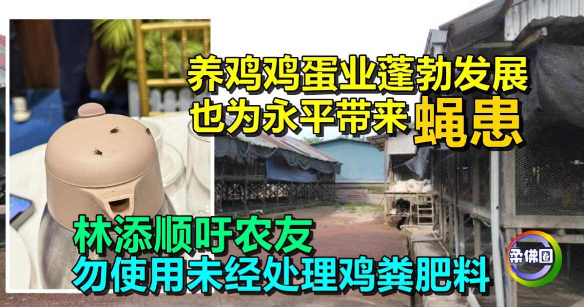 养鸡鸡蛋业蓬勃发展  也为永平带来“蝇患” 林添顺吁农友  勿使用未经处理鸡粪肥料