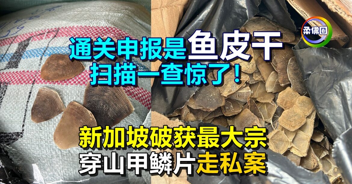 通关申报是鱼皮干  扫描一查惊了！新加坡破获最大宗  穿山甲鳞片走私案