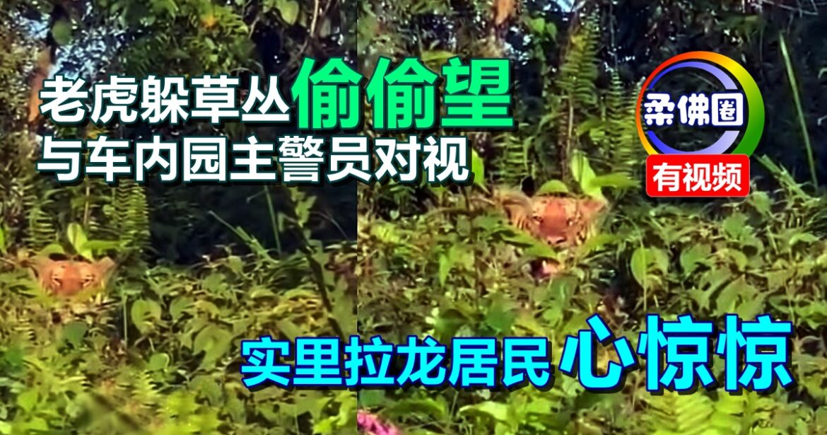 老虎躲草丛偷偷望  与车内园主警员对视   实里拉龙居民心惊惊