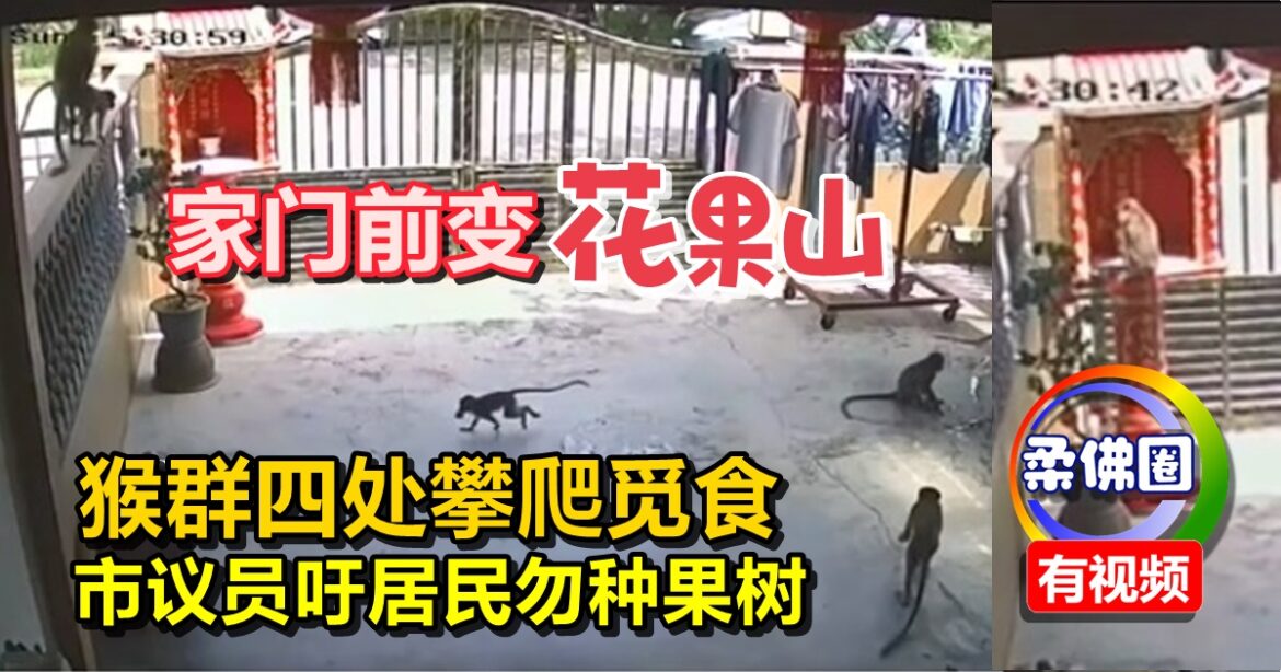 家门前变“花果山”   猴群四处攀爬觅食  市议员吁居民勿种果树