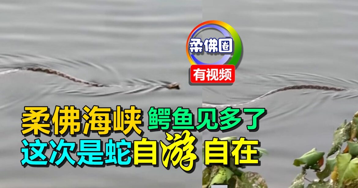 柔佛海峡  鳄鱼见多了  这次是蛇  自游自在