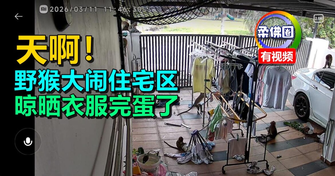 天啊！野猴大闹住宅区  晾晒衣服完蛋了