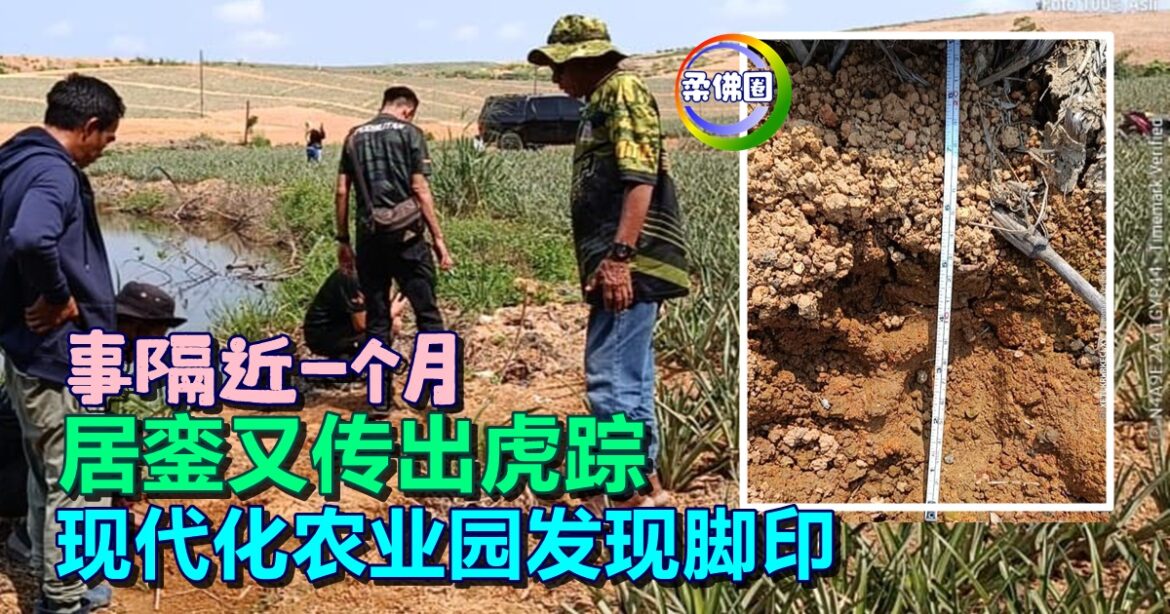 事隔近一个月 居銮又传出虎踪   现代化农业园发现脚印