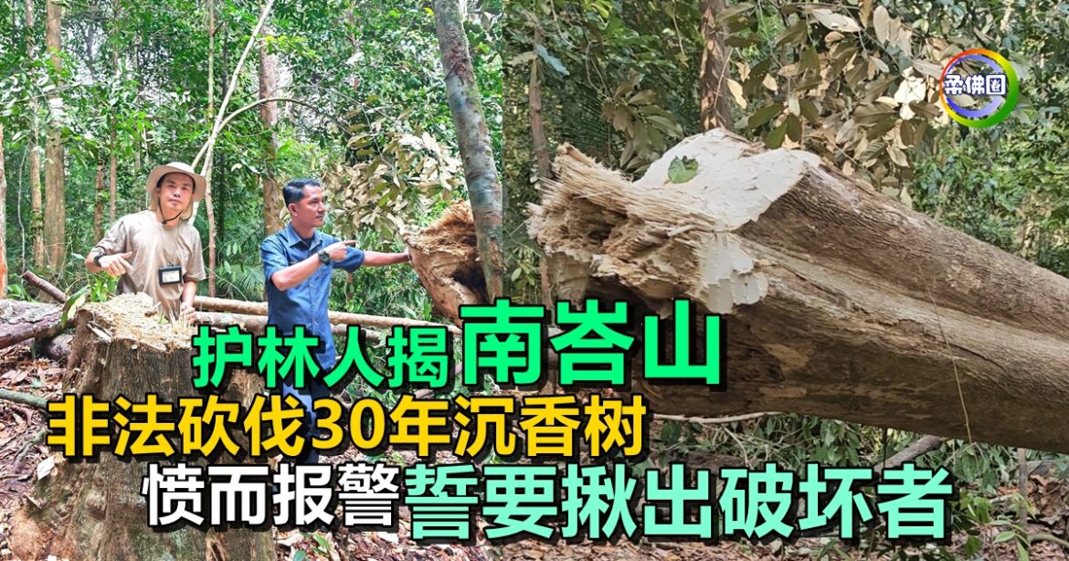 护林人揭南峇山  非法砍伐30年沉香树  愤而报警  誓要揪出破坏者