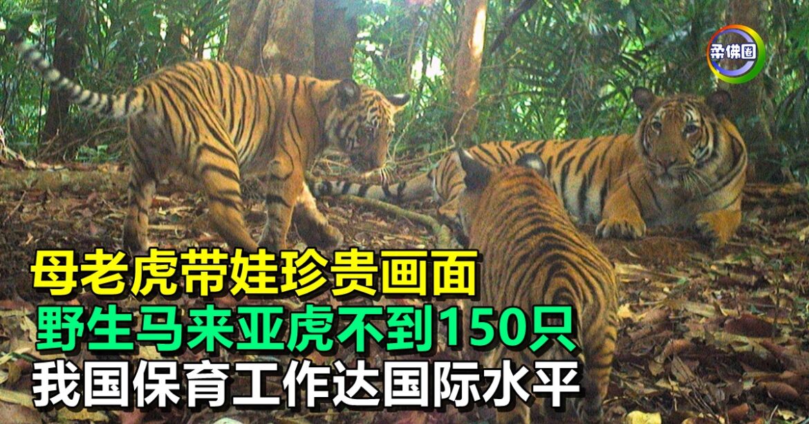 母老虎带娃珍贵画面  野生马来亚虎不到150只  我国保育工作达国际水平