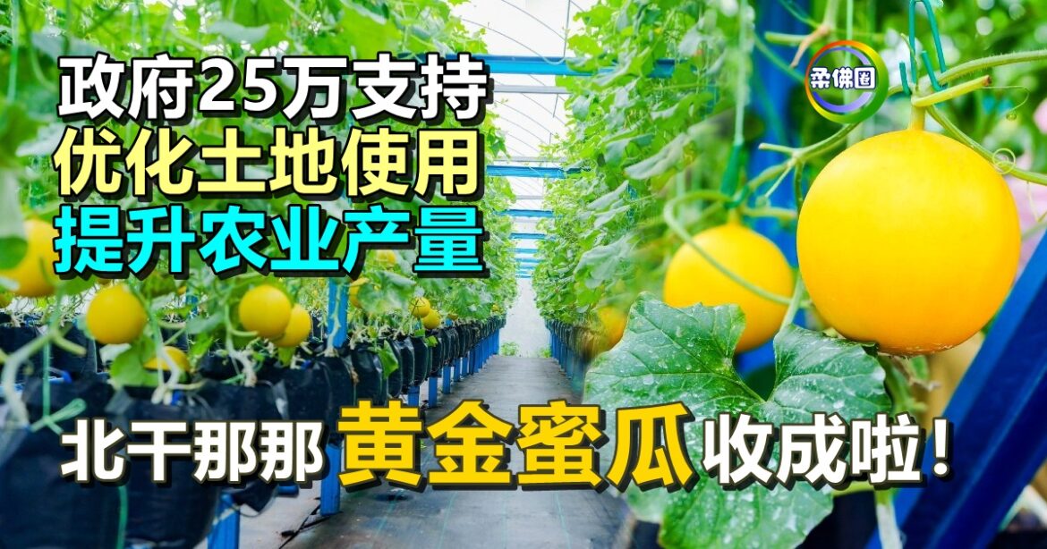 政府25万支持  优化土地使用  提升农业产量  北干那那黄金蜜瓜收成啦！
