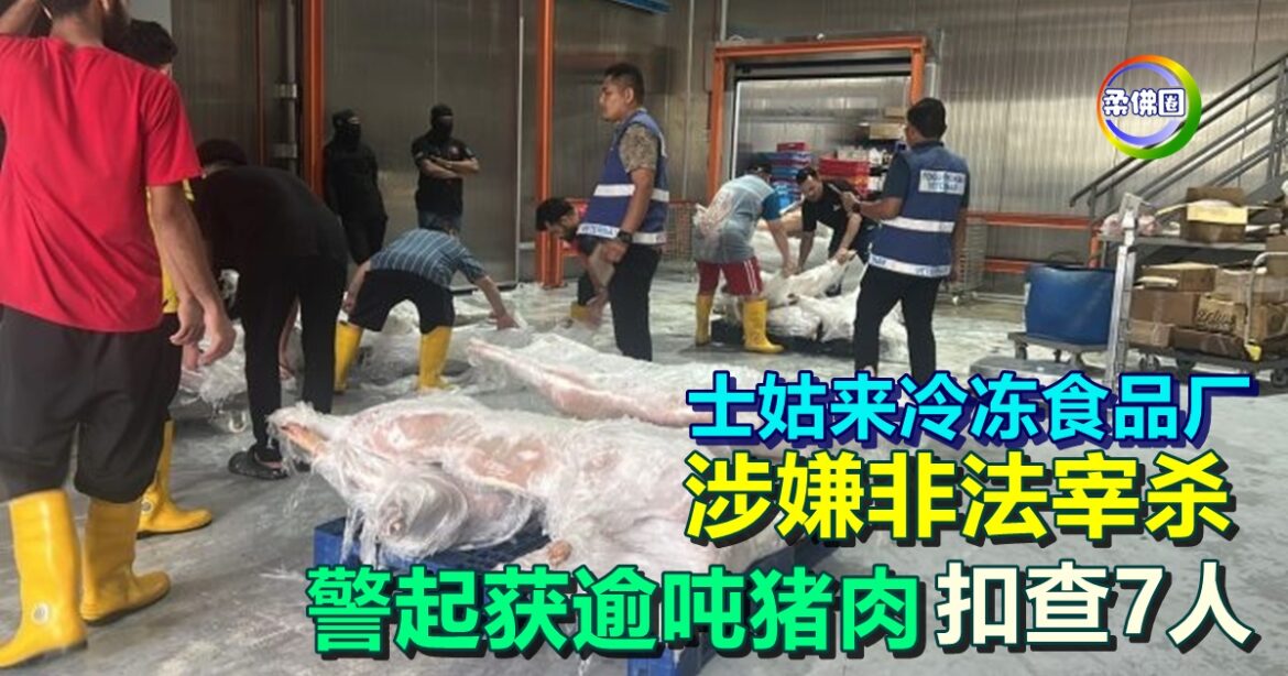 士姑来冷冻食品厂  涉嫌非法宰杀  警方起获逾吨猪肉  扣查7人