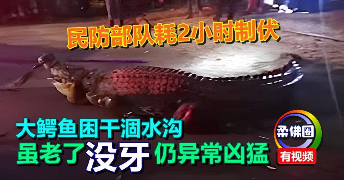 大鳄鱼困干涸水沟  虽老了“没牙”  仍异常凶猛   民防部队耗2小时才制伏