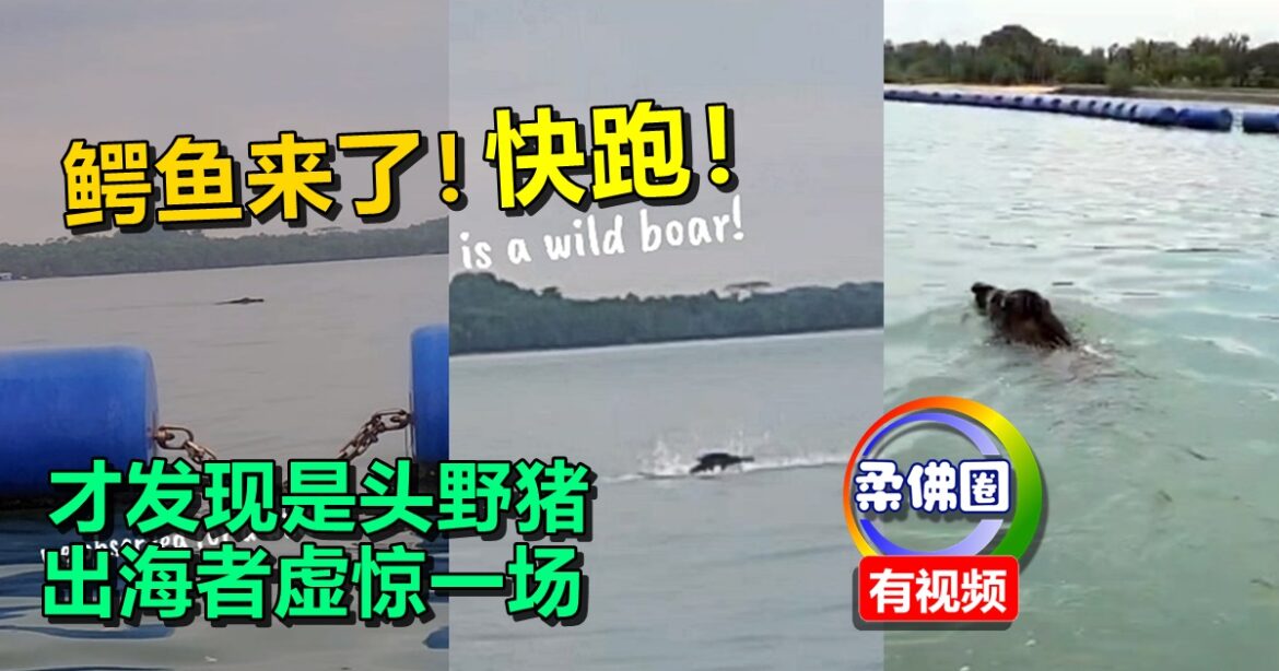 鳄鱼来了！快跑！吓得开船往岸靠  才发现是头野猪  出海者虚惊一场