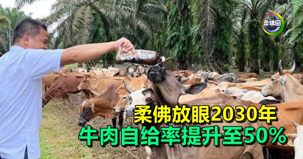 推动大规模养牛计划  柔佛放眼2030年  牛肉自给率提升至50%