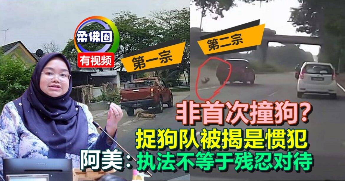 非首次撞狗？捉狗队被揭是惯犯   阿美：执法不等于残忍对待