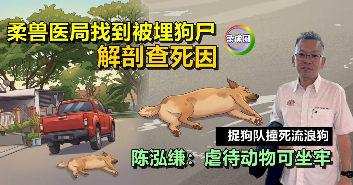 捉狗队撞死流浪狗｜柔兽医局找到被埋狗尸  解剖查死因   陈泓缣：虐待动物可坐牢