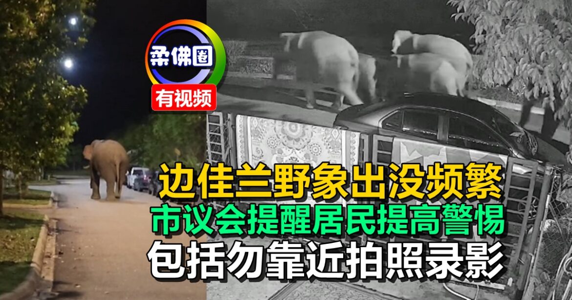 边佳兰野象出没频繁  市议会提醒居民提高警惕  包括勿靠近拍照录影