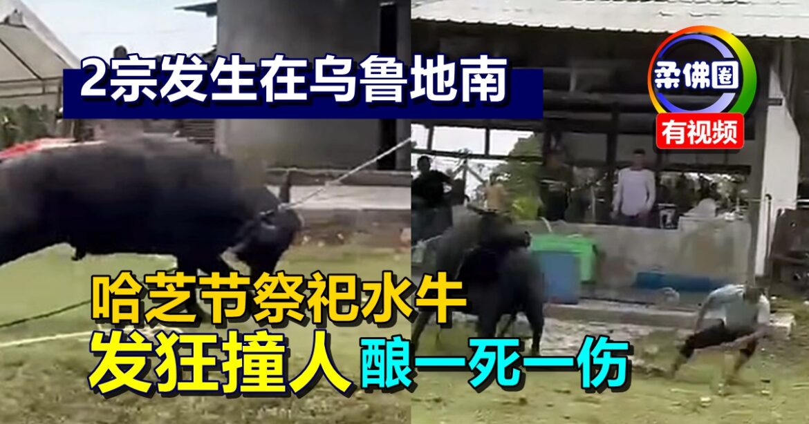2宗发生在乌鲁地南  哈芝节祭祀水牛发狂撞人  酿一死一伤