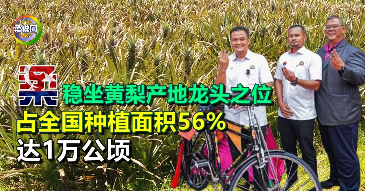 柔佛稳坐黄梨产地龙头之位  占全国种植面积56%  达1万公顷