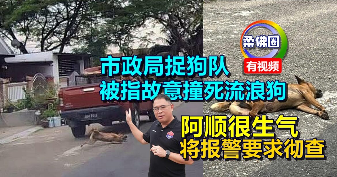市政局捉狗队  被指故意撞死流浪狗   阿顺也很生气  将报警要求彻查