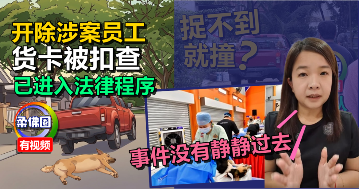 捉狗队撞死流浪狗｜张孳璘：涉案员工被开除  货卡被扣查  已进入法律程序