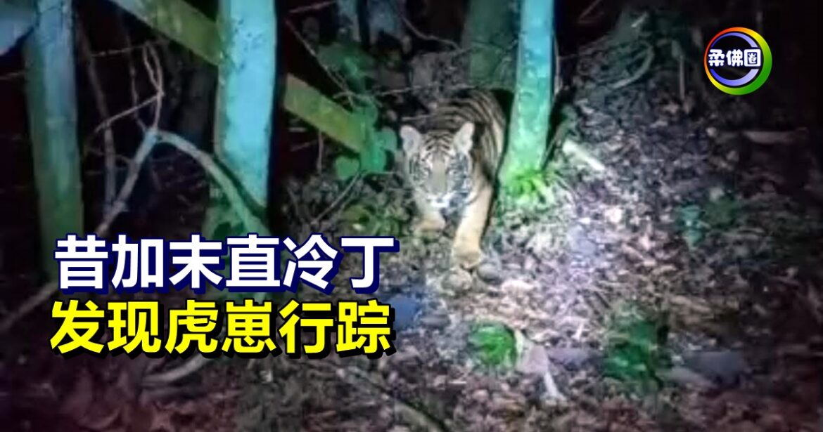 昔加末直冷丁 发现虎崽行踪  居民耕作伐木垂钓等活动  受促提高警惕