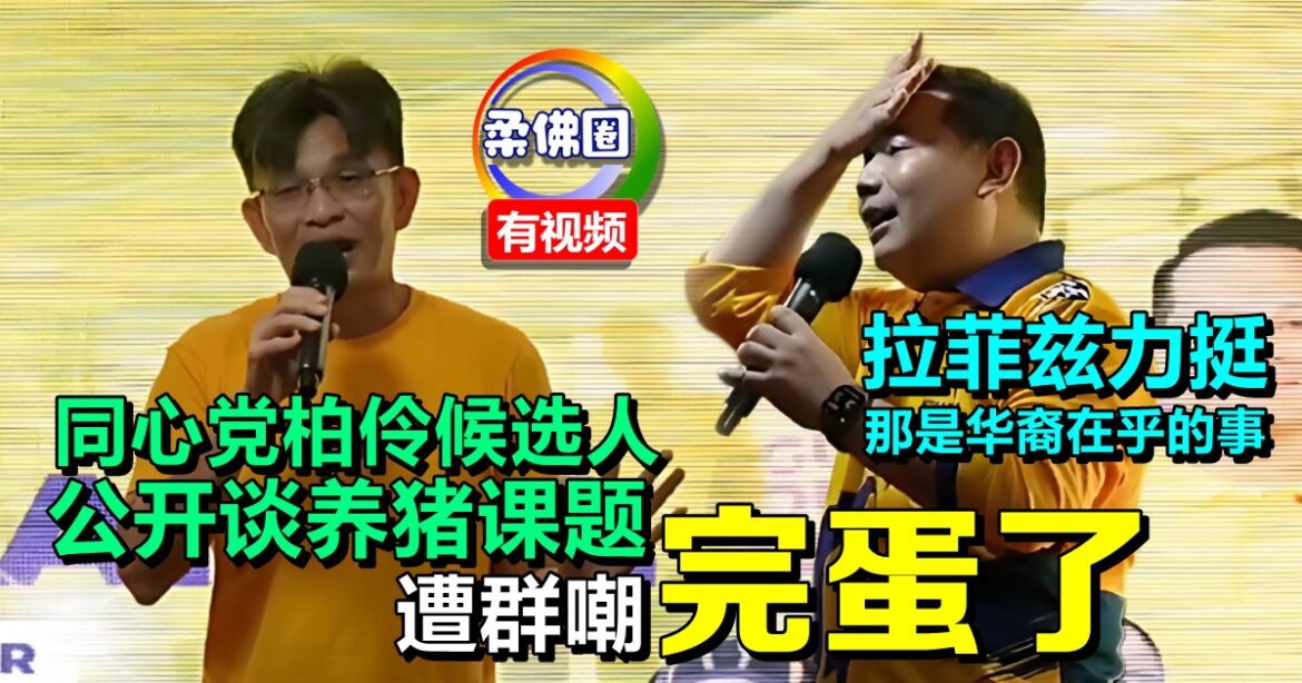 同心党柏伶候选人公开谈养猪课题  遭群嘲 “完蛋了”  拉菲兹力挺：那是华裔在乎的事