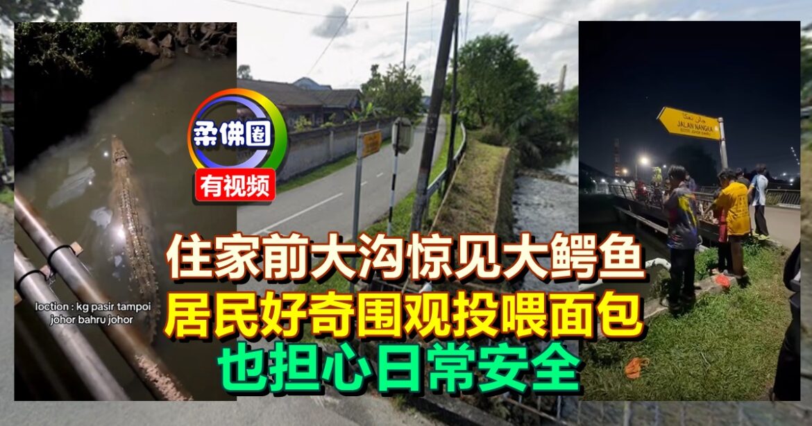 住家前大沟惊见大鳄鱼  居民好奇围观投喂面包  出门怕怕 冀当局捕捉