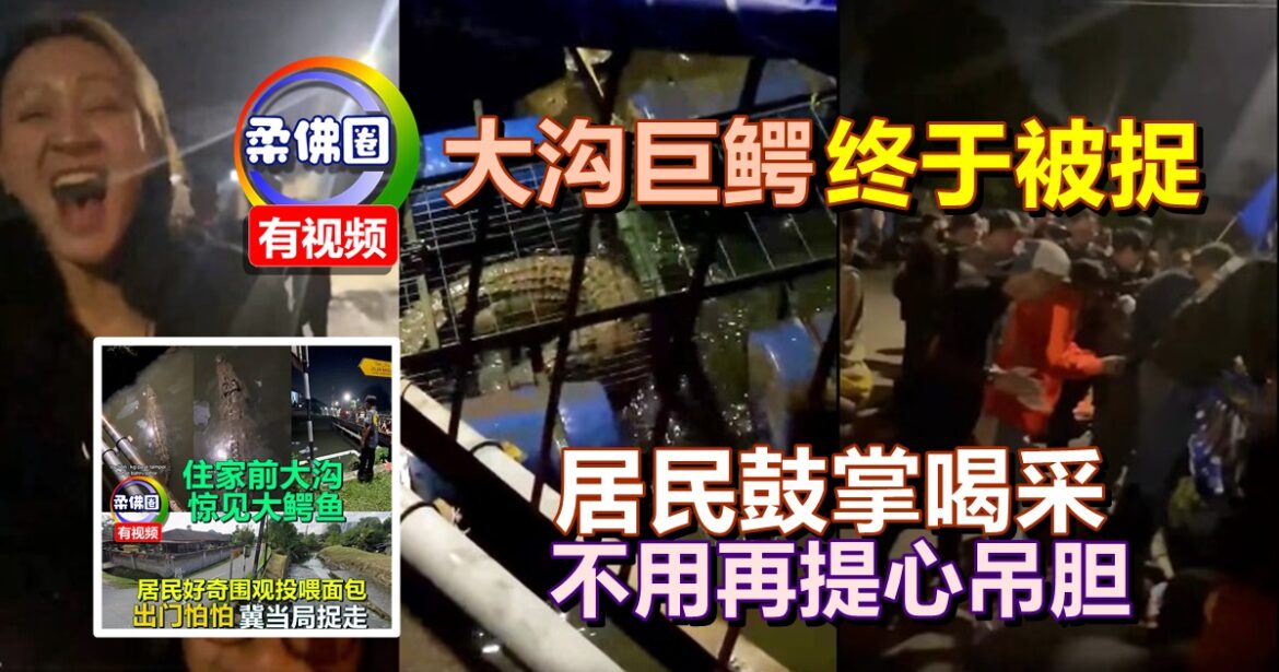 新山大沟巨鳄终于被捉  居民鼓掌喝采  不用再提心吊胆