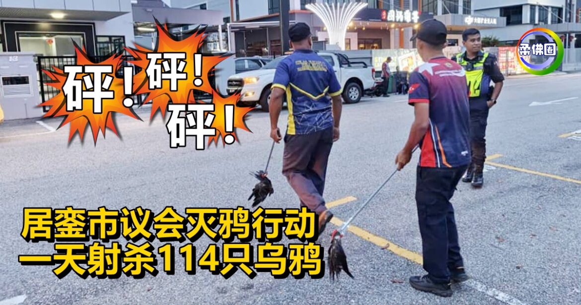 砰！砰！砰！居銮市议会灭鸦行动  一天射杀114只乌鸦