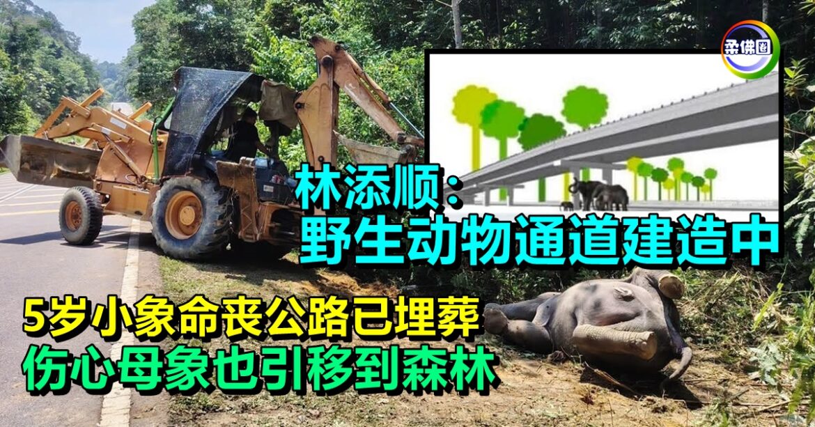 5岁小象命丧公路已埋葬  伤心母象也引移到森林  林添顺：野生动物通道建造中