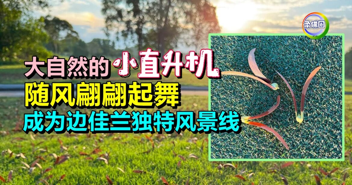 大自然的“小直升机”  随风翩翩起舞  成为边佳兰独特风景线