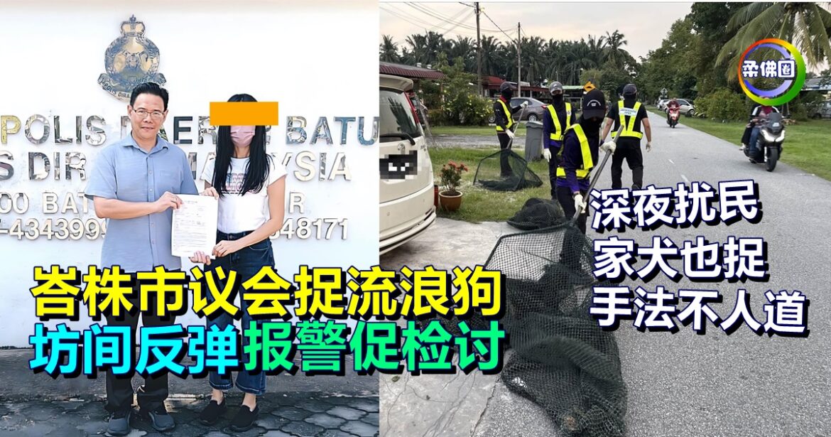 峇株市议会捉流浪狗  深夜扰民 家犬也捉  手法不人道  坊间反弹报警促检讨