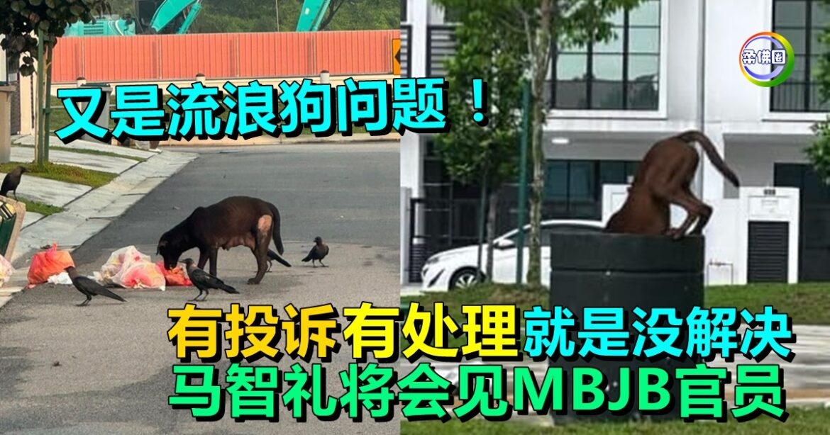 又是流浪狗问题  有投诉有处理  就是没解决  马智礼将会见MBJB官员