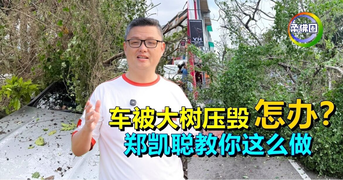 车被大树压毁怎办？郑凯聪教你这么做