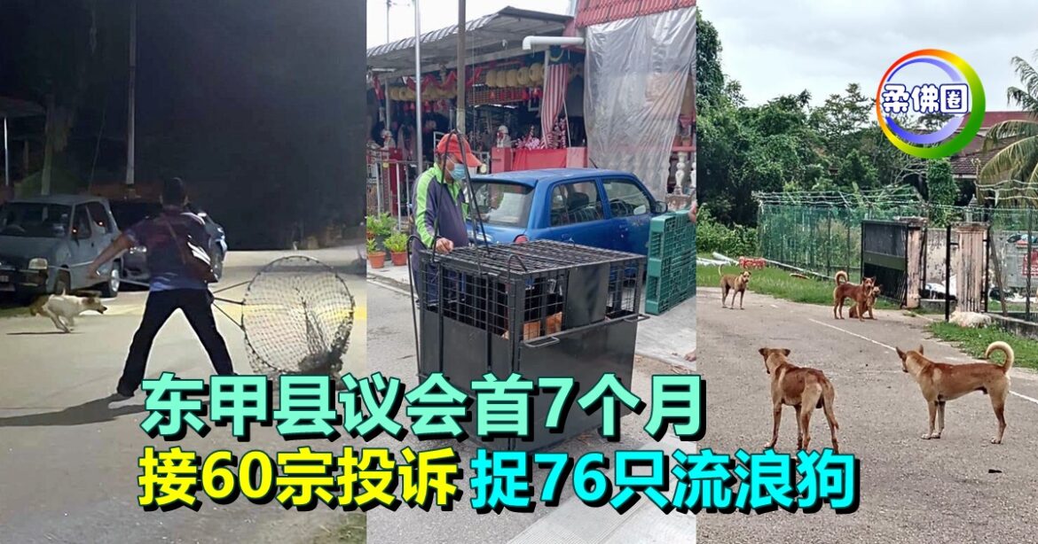 东甲县议会首7个月  接60宗投诉  捉76只流浪狗  有狗牌家犬须3天工作日内领回