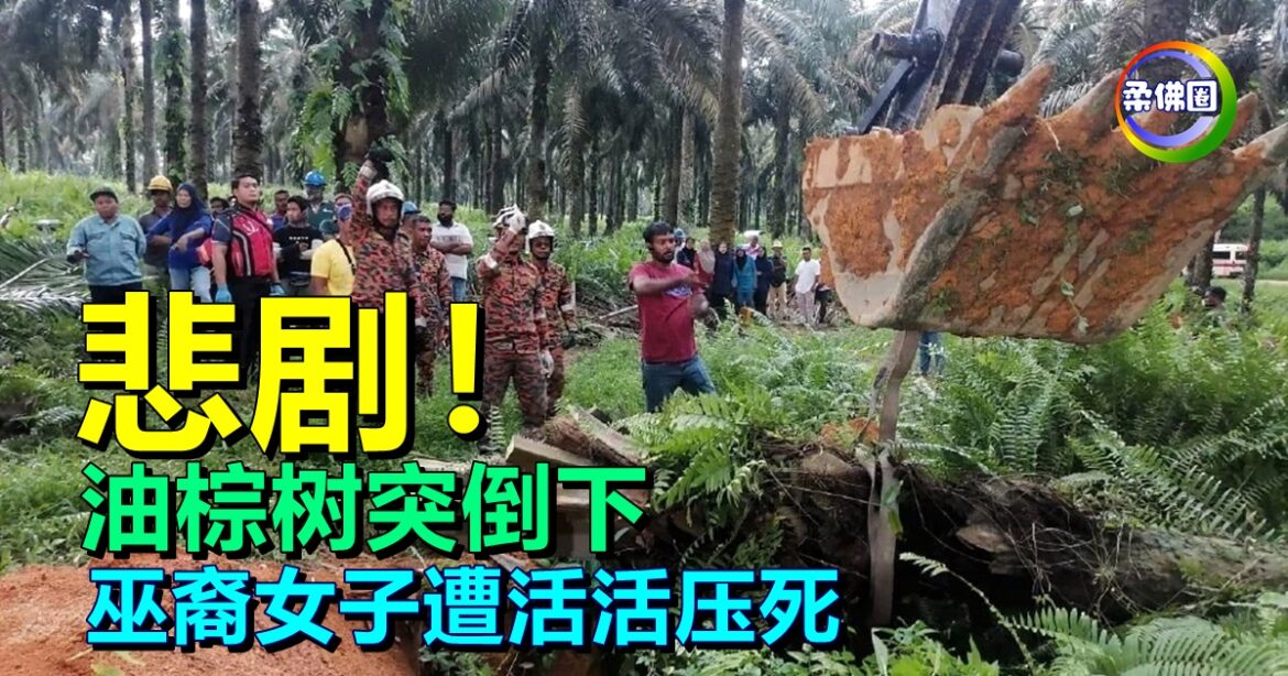 悲剧！油棕树突倒下  巫裔女子遭活活压死
