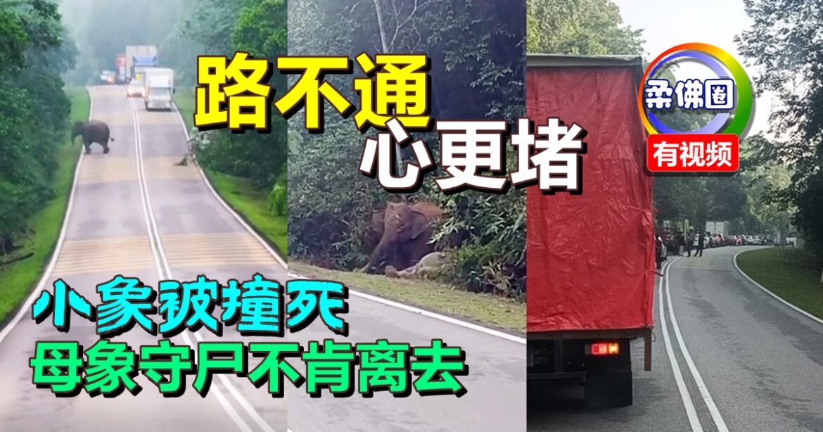 小象被撞死  母象守尸不肯离去  路不通  心更堵