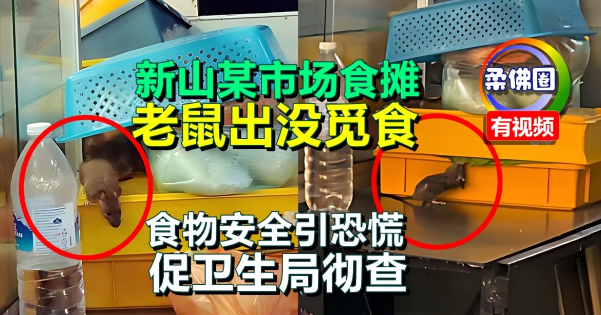 新山某市场食摊  老鼠出没觅食  食物安全引恐慌  促卫生局彻查