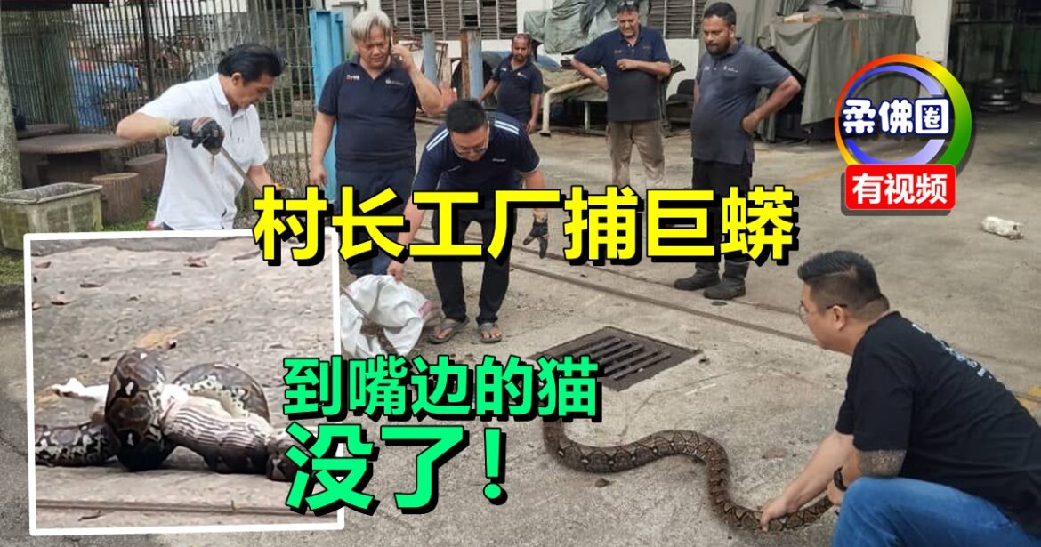 村长工厂捕巨蟒  到嘴边的猫  没了！