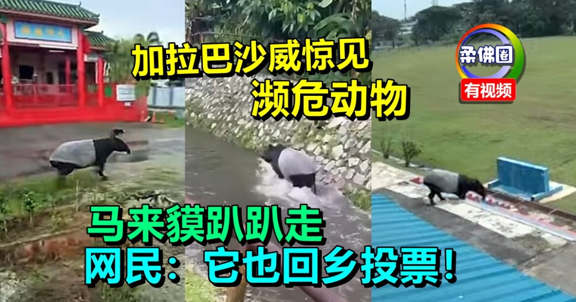 加拉巴沙威惊见濒危动物   马来貘趴趴走   网民：它也回乡投票！