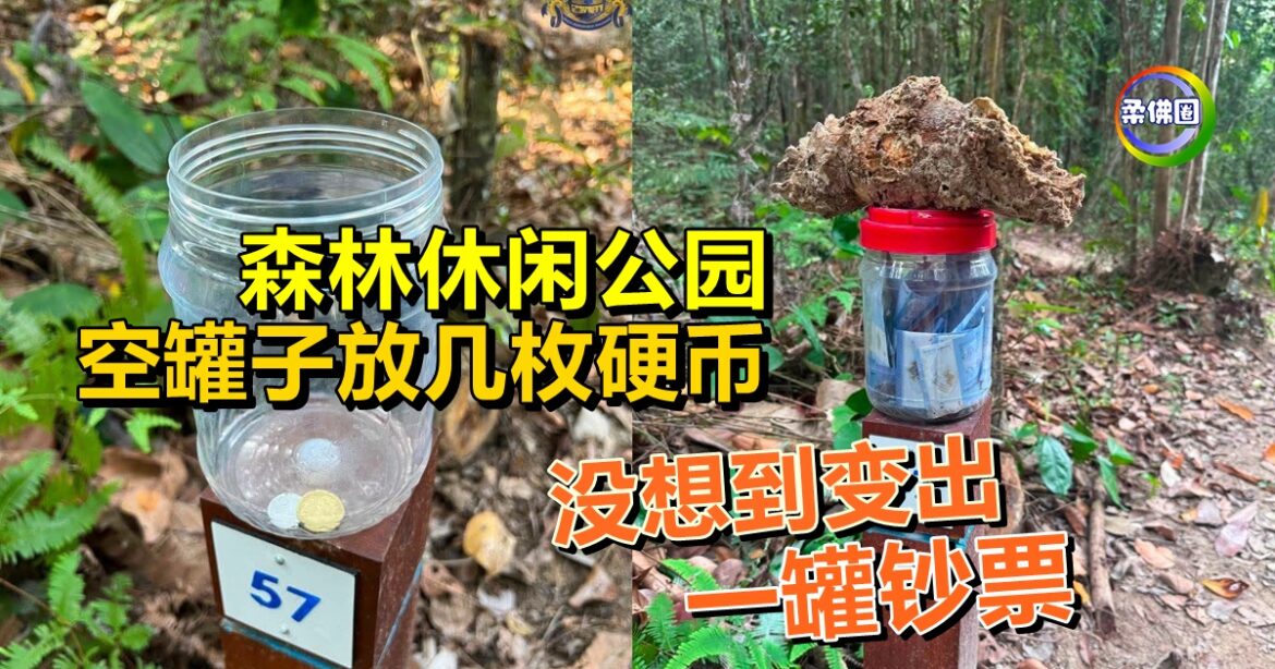 森林休闲公园  空罐子放几枚硬币  没想到变出一罐钞票