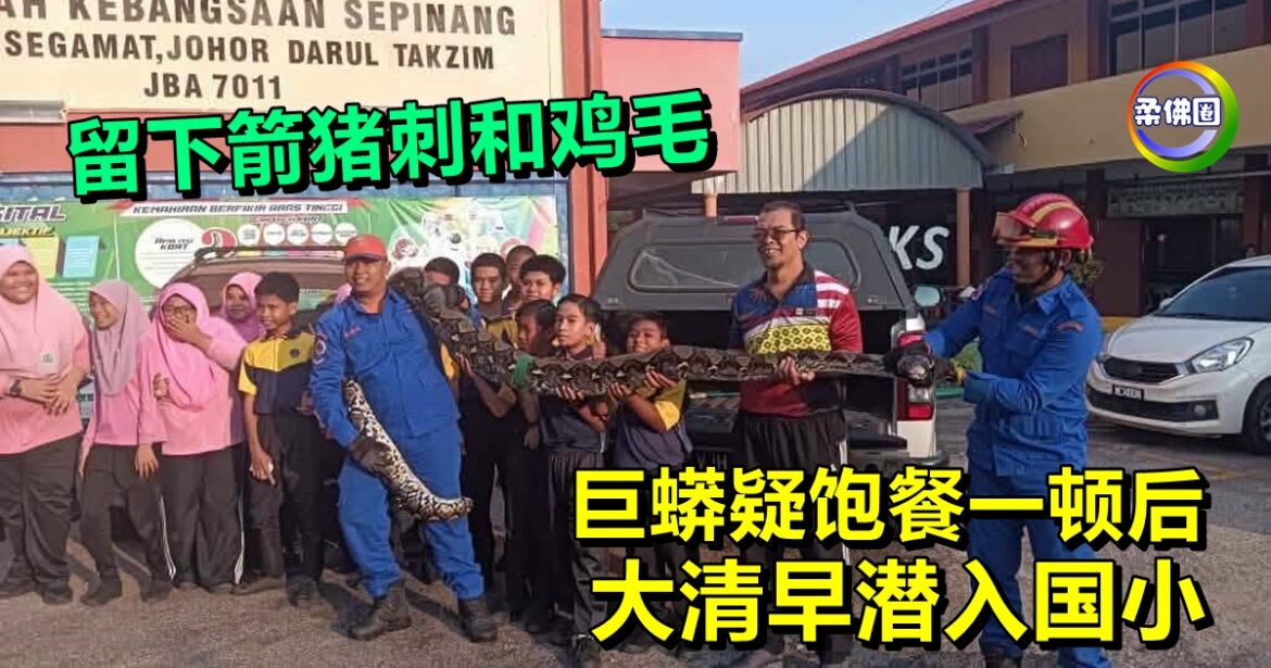 留下箭猪刺和鸡毛  巨蟒疑饱餐一顿后  大清早潜入国小