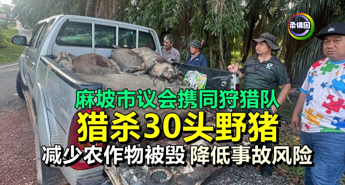 麻坡市议会携同狩猎队  猎杀30头野猪  减少农作物被毁 降低事故风险