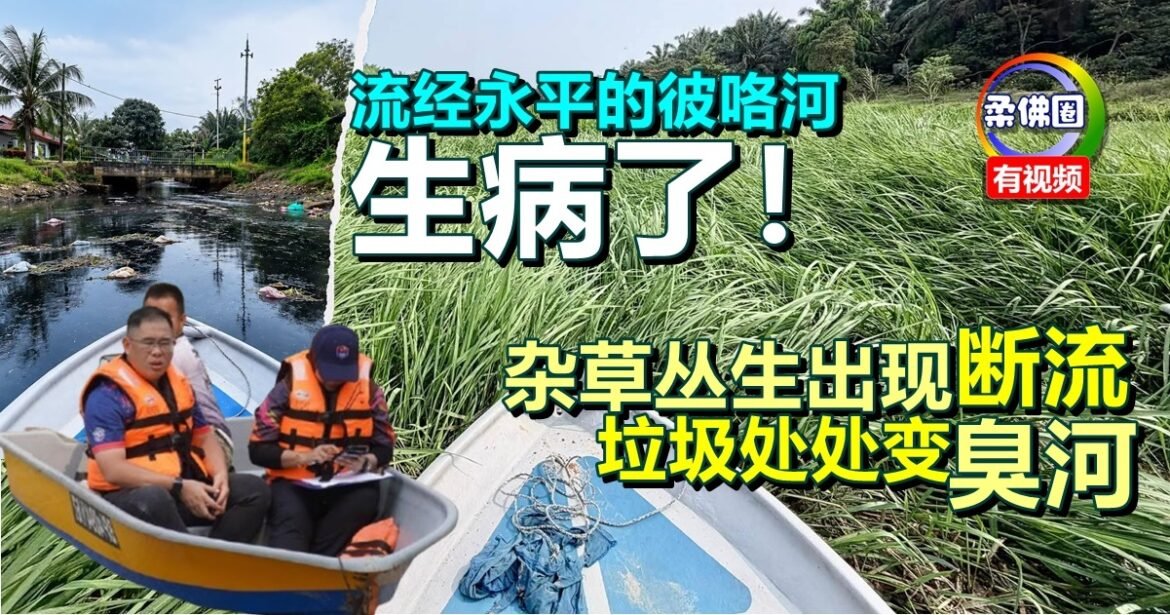 流经永平的彼咯河  生病了！杂草丛生出现“断流”  垃圾处处变臭河